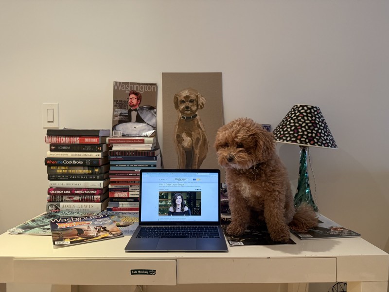 Oslo the dog lounges at the Washington Monthly's New York headquarters.