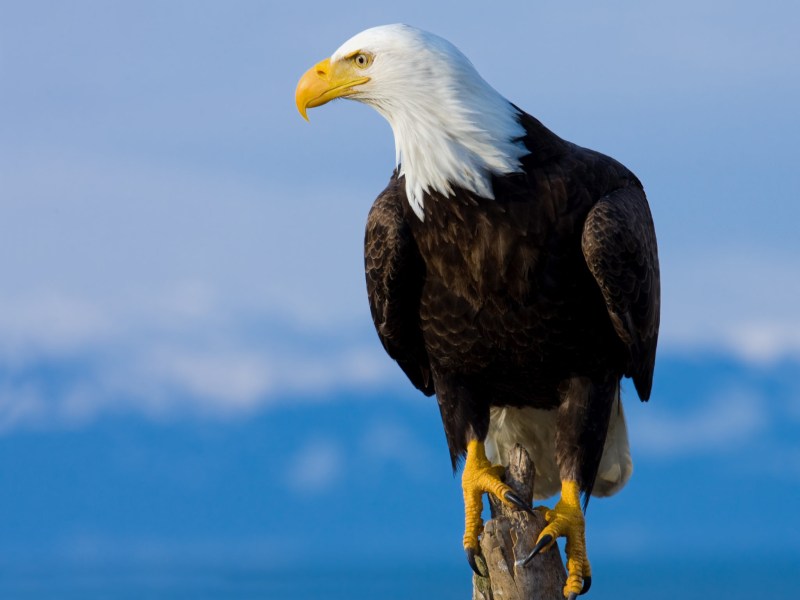 Bald Eagle Perched on Stump - Alaska