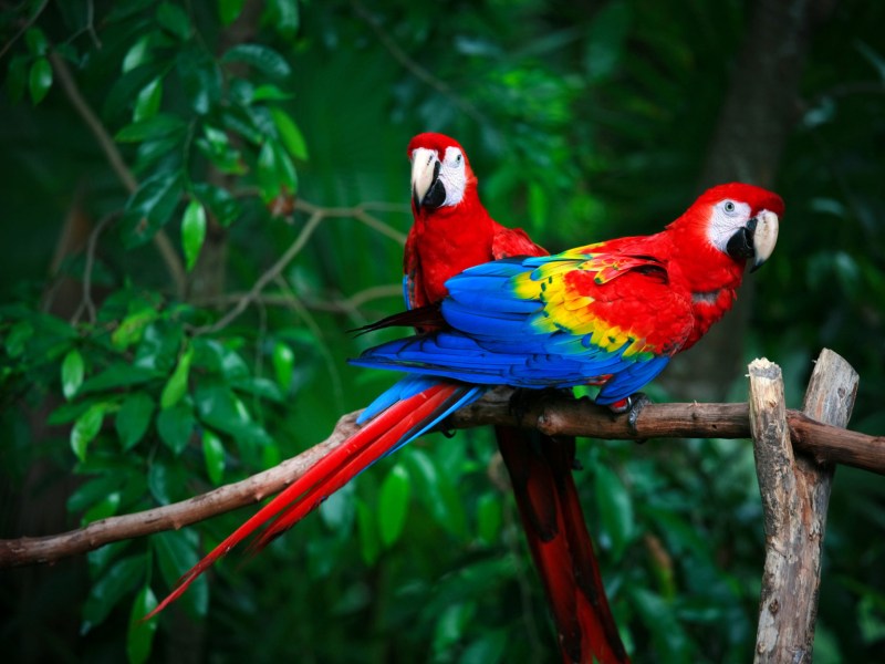 scarlet macaws